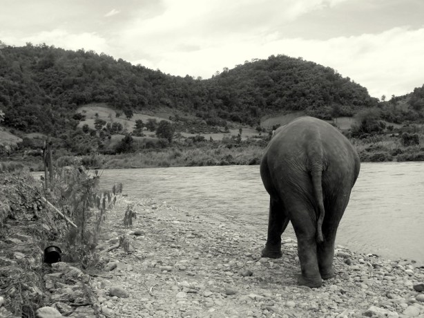 Elephant Nature Park