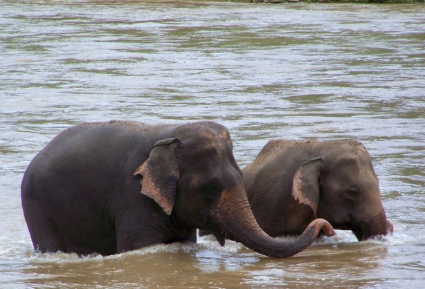 Elephant Nature Park