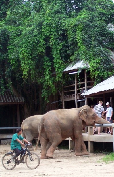 Elephant Nature Park