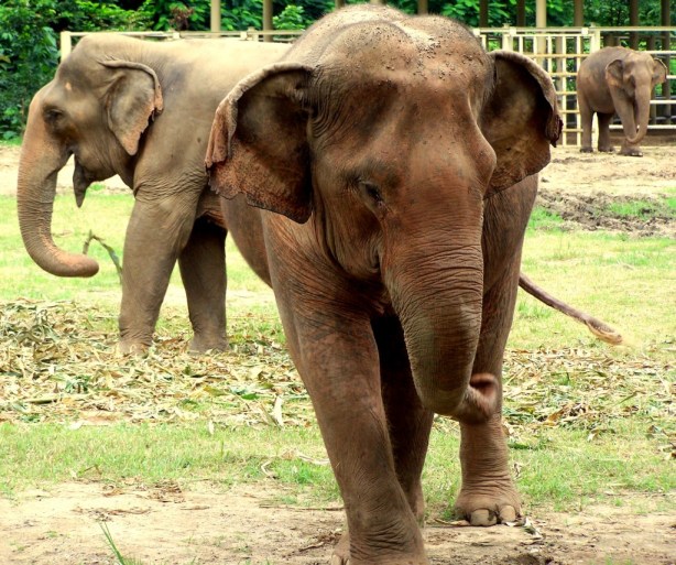 Elephant Nature Park