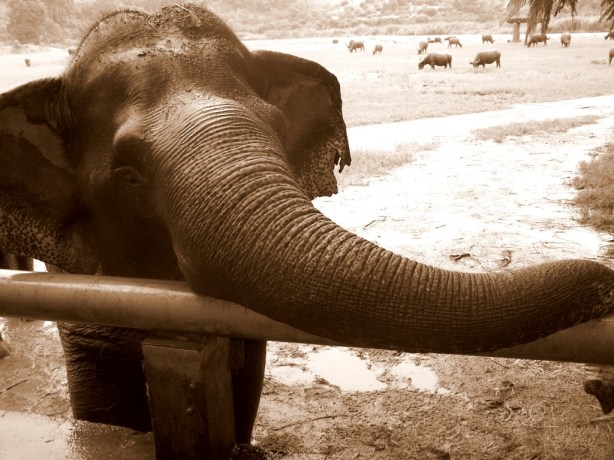 Elephant Nature Park