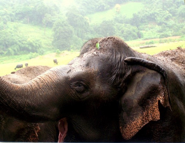 Elephant Nature Park