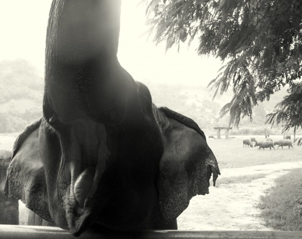 Elephant Nature Park