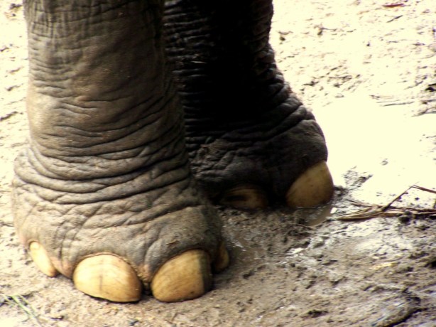 Elephant Nature Park