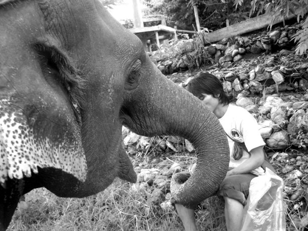 Elephant Nature Park