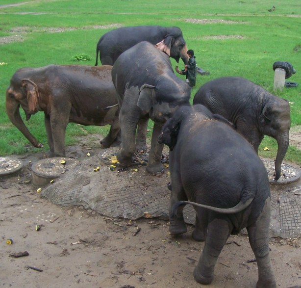 Elephant Nature Park