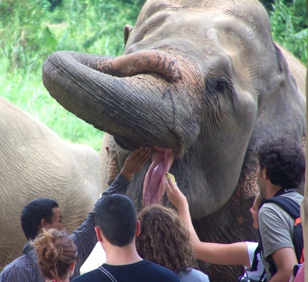 Elephant Nature Park