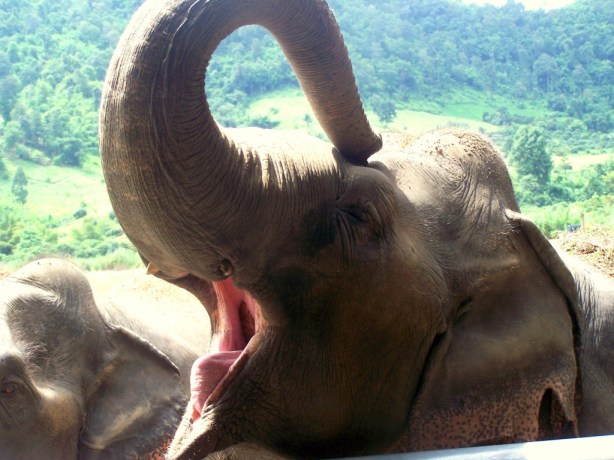 Elephant Nature Park