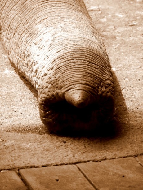 Elephant Nature Park