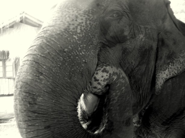 Elephant Nature Park