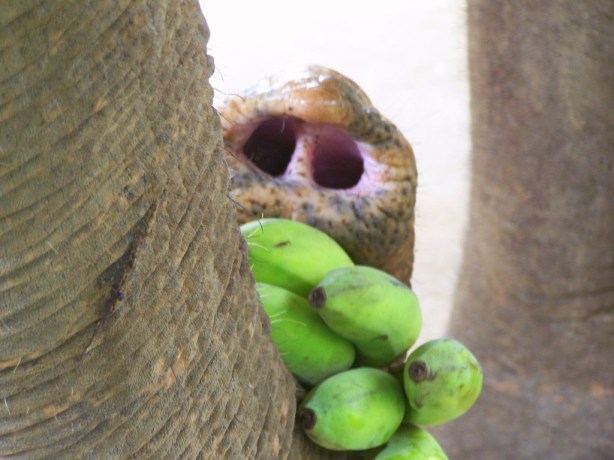 Elephant Nature Park