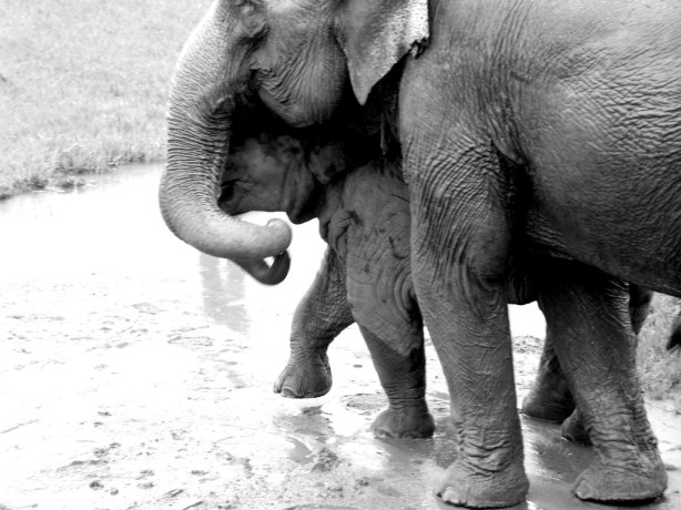 Elephant Nature Park