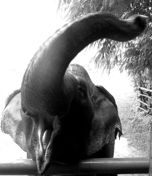 Elephant Nature Park