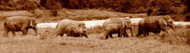 Elephant Nature Park