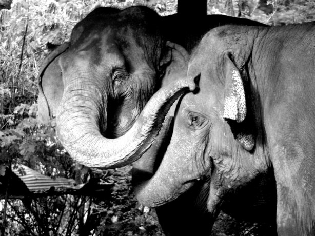 Elephant Nature Park