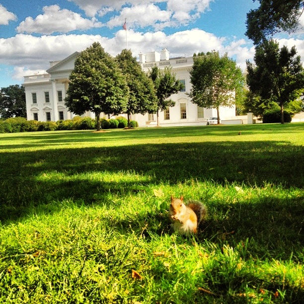 A squirrel photobombs the White House lawn