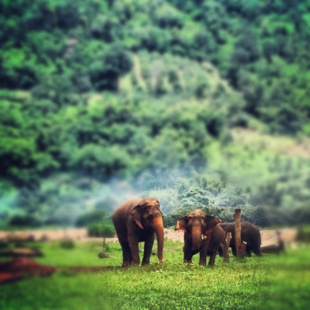 One of the elephant herd enjoys some grazing at Elephant Nature Park