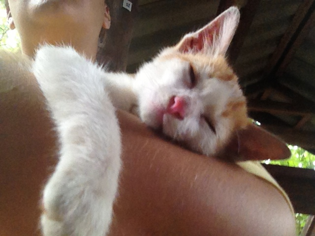 Mr. Lucky is an adorable sleeping cat