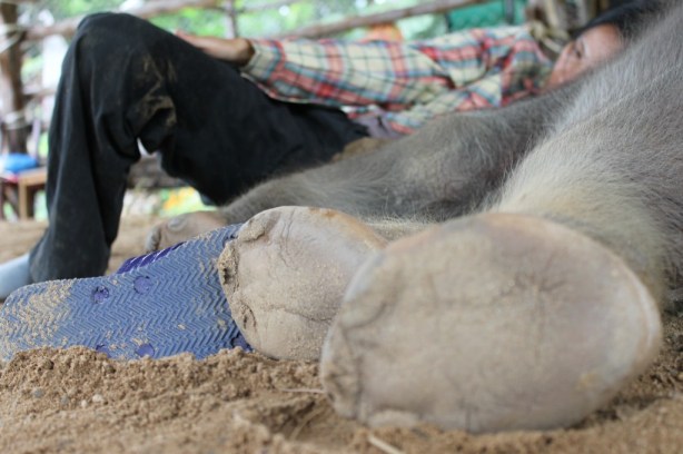 Elephant feet Elephant and human feet mingle