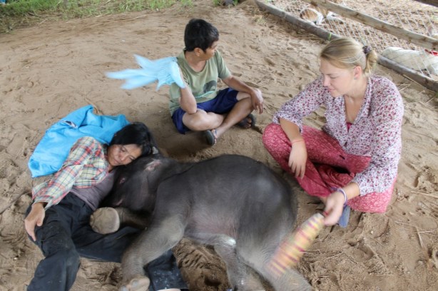 Elephant and volunteers Lek and volunteers fan the baby elephant, keeping him free from bugs