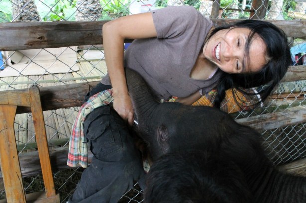 Rajah and Lek Rajah smells his mom's scent on Lek and tries to get milk