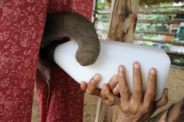 Rajah trunk Rajah stands between a volunteer's legs, which mimic how he would be with his mother, and drinks a bottle