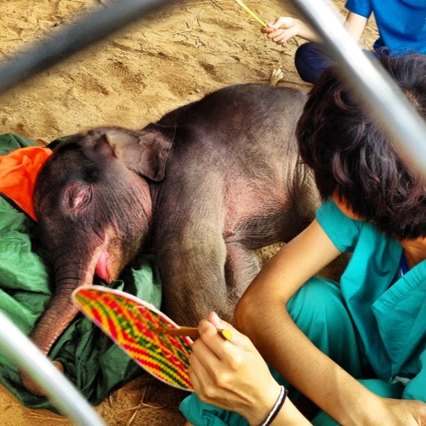 Rajah Gajah Rajah Gajah surrounded by volunteers just after his arrival