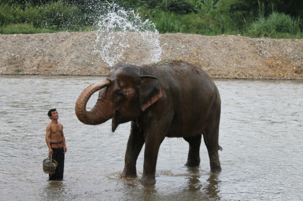 Bath time at Elephant Nature Park