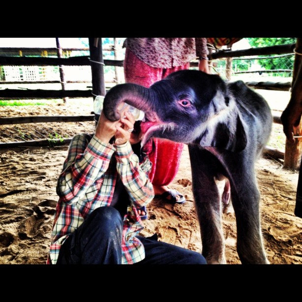 Rajah eating The baby elephant, Rajah Gajah, tries a bottle from Lek.