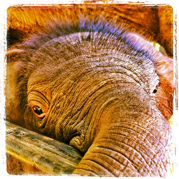 Elephant Nature Park Navann baby elephant