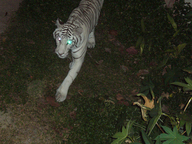 Chiang Mai Night Safari