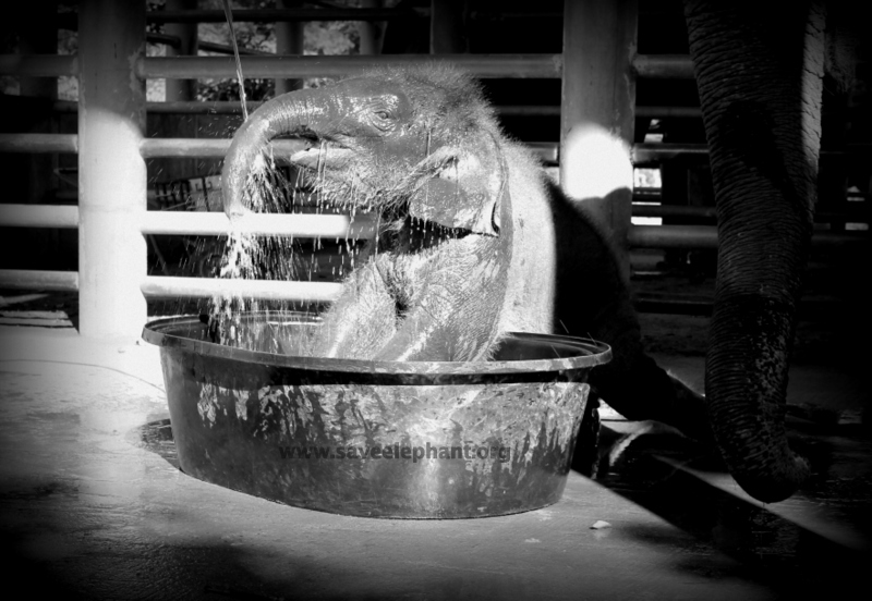 Elephant Nature Park baby