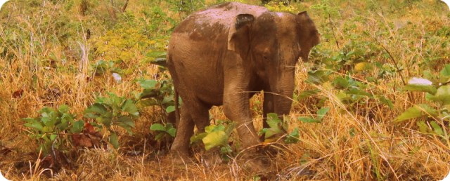 Udawalawae elephant