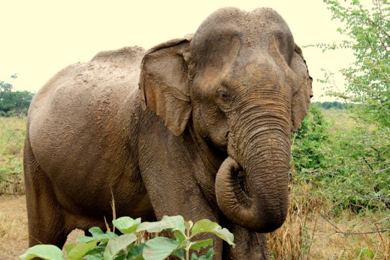 Elephant at Udawalawae