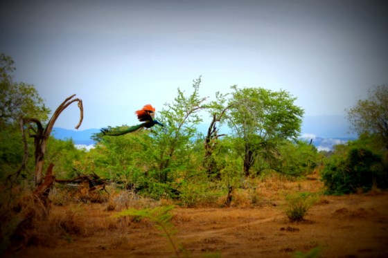 Udawalawae National Park, Sri Lanka