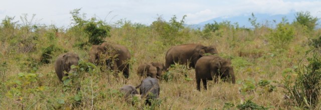 Family of elephants at Udawalawae