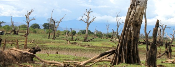 Udawalawae landscape