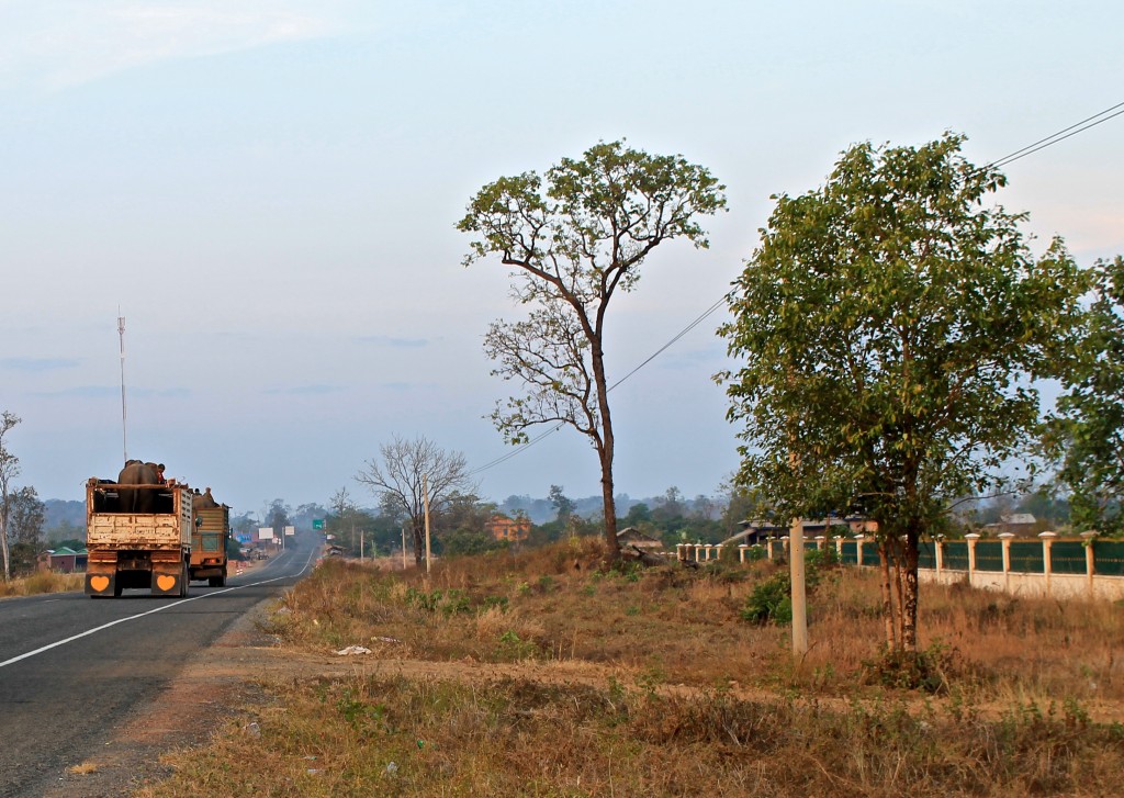 The trucks pass by with the rescued elephants