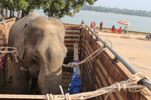 After the barge, Kham Lin, one of the elephant rescues, waits for the next leg of the journey