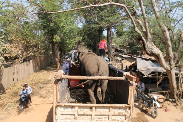 One of the elephants being rescued in Cambodia