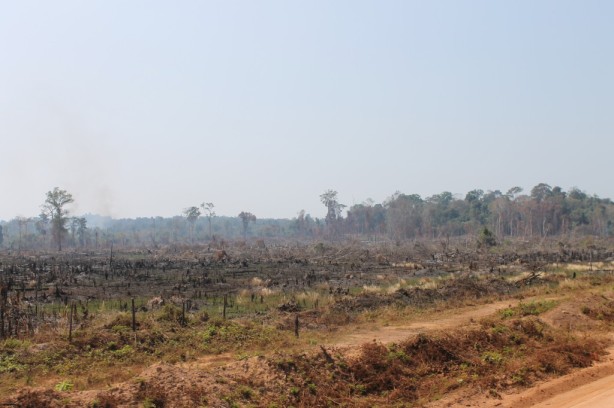 The remains of a jungle in Cambodia, a result of slash and burn