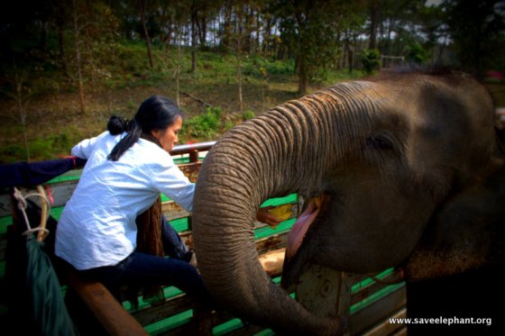 Elephant Nature Park Lek Lucky