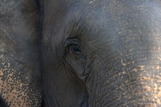 Elephant Nature Park Lucky Close Up