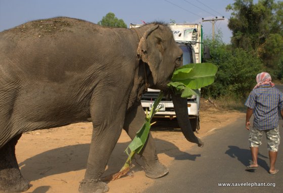 Elephant Nature Park Truck Lucky