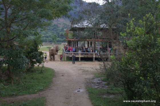 Elephant Nature Park Visitors