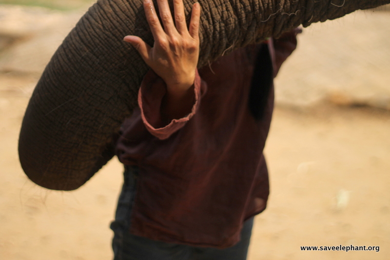 Elephant Nature Park