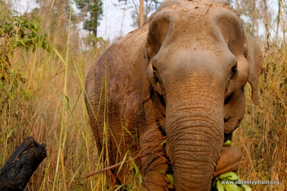 Rescuing an elephant in Cambodia