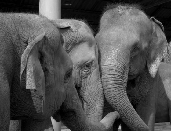 The rescue of Lucky to Elephant Nature Park