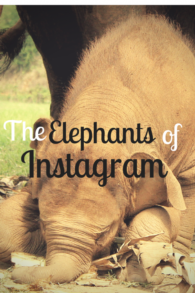 A round-up of dtravelsround.com's favorite elephant photos on Instagram. 