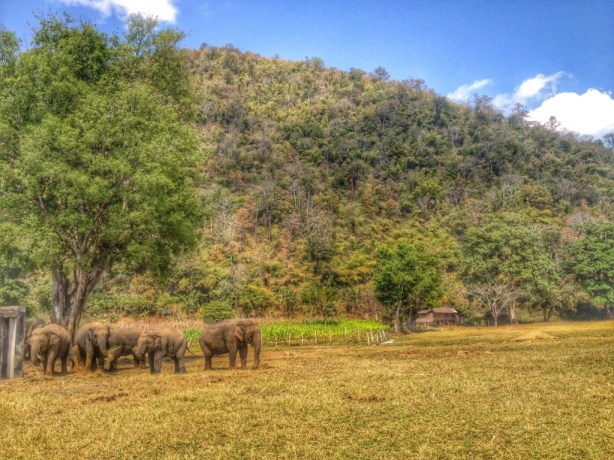 Elephant Nature Park in Thailand